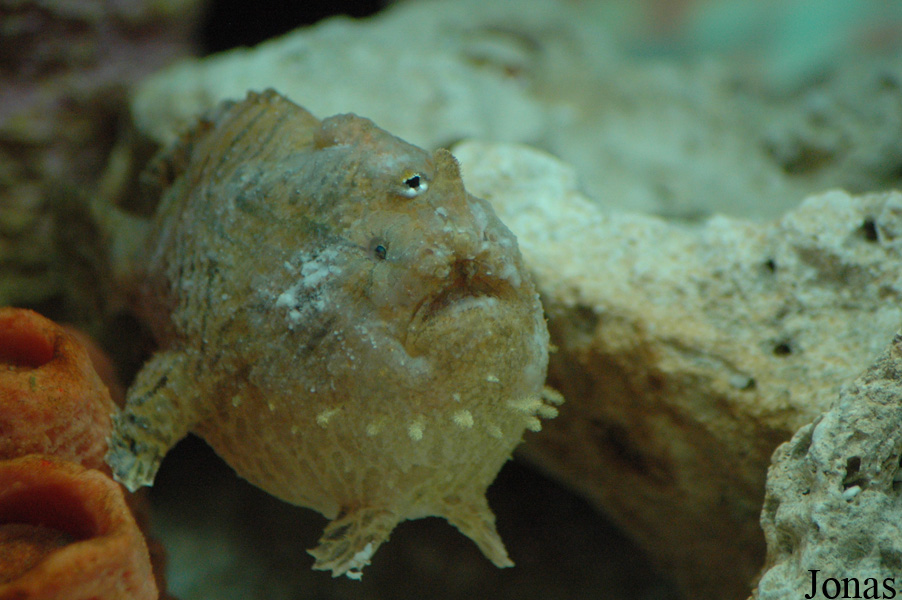Antennarius sp.
