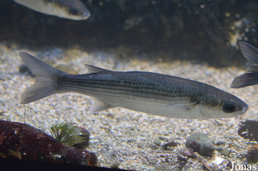 Chelon labrosus