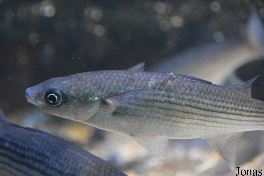 Chelon labrosus
