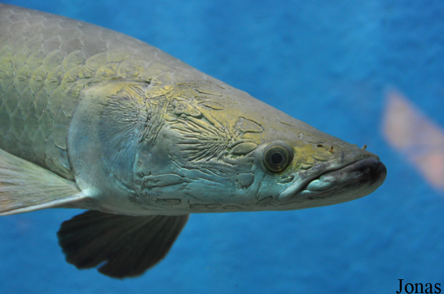 Arapaima gigas