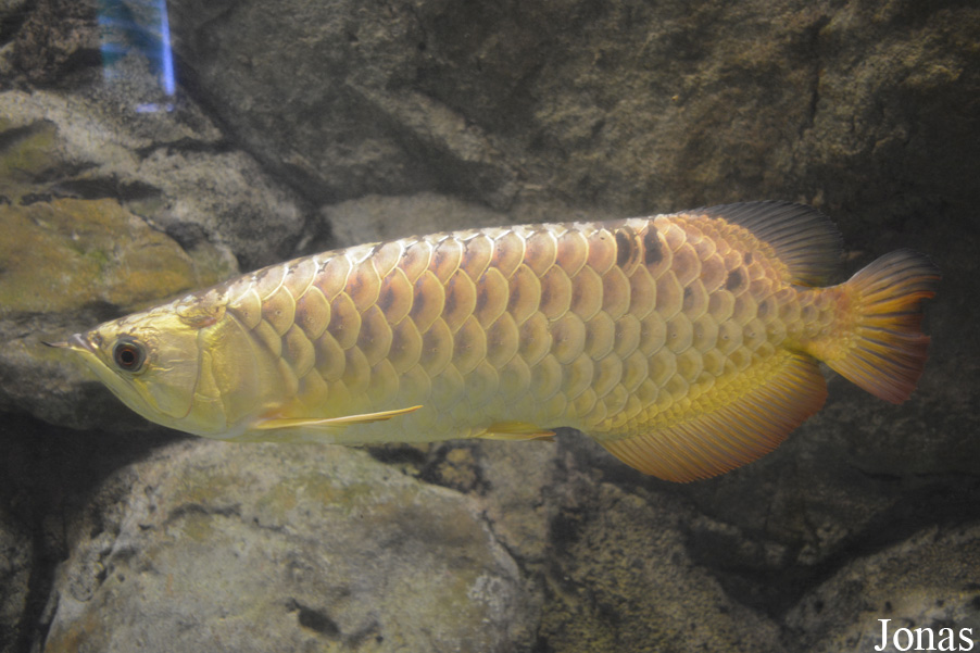 Scleropages formosus