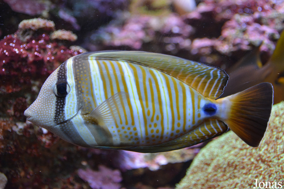 Zebrasoma veliferum