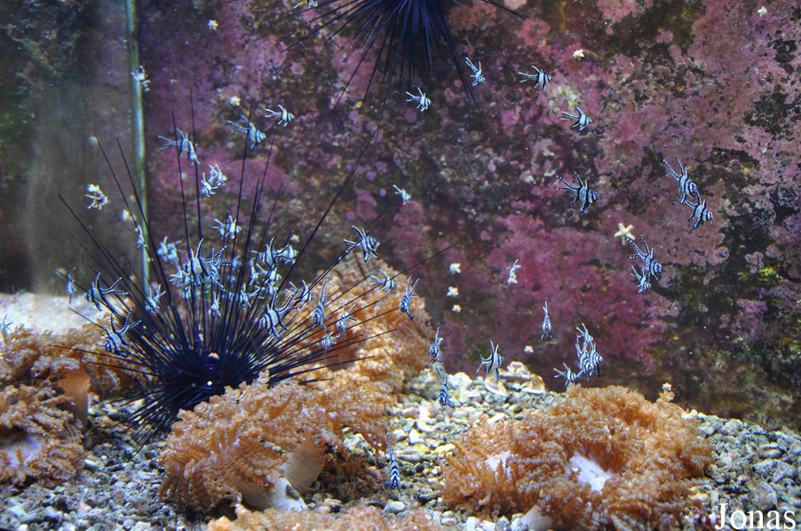 Pterapogon kauderni