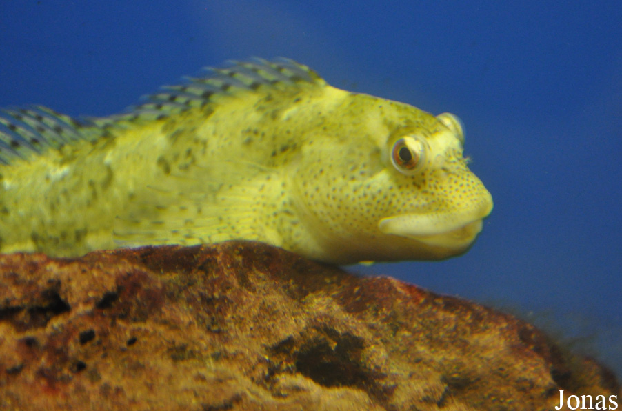 Parablennius gattorugine