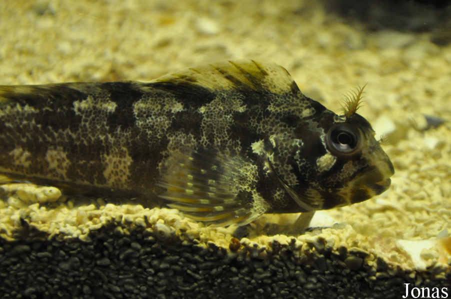 Parablennius gattorugine