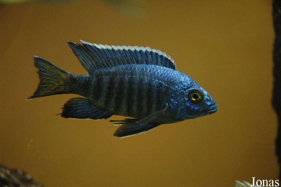 Aulonocara stuartgranti