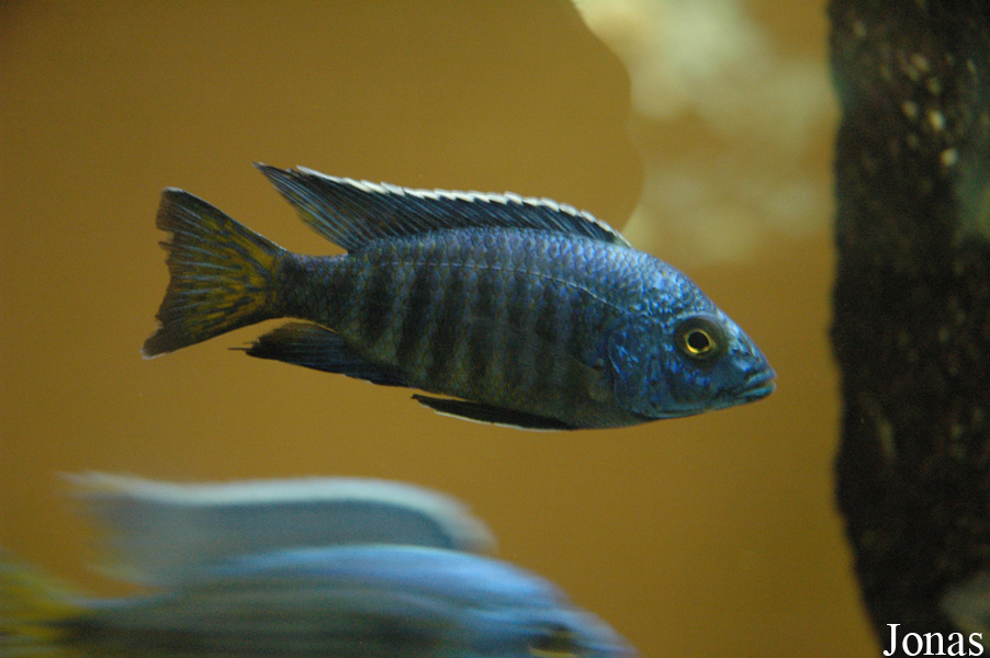 Aulonocara stuartgranti