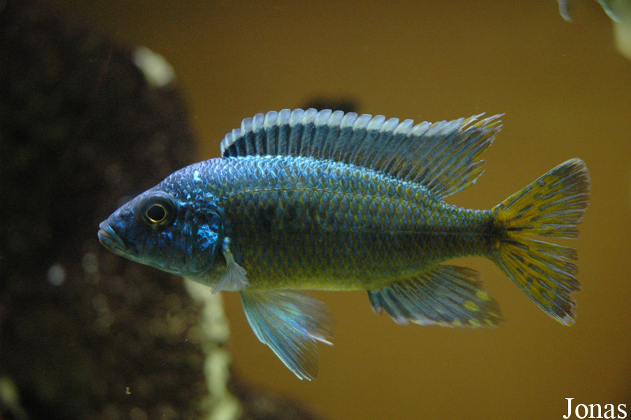Aulonocara stuartgranti