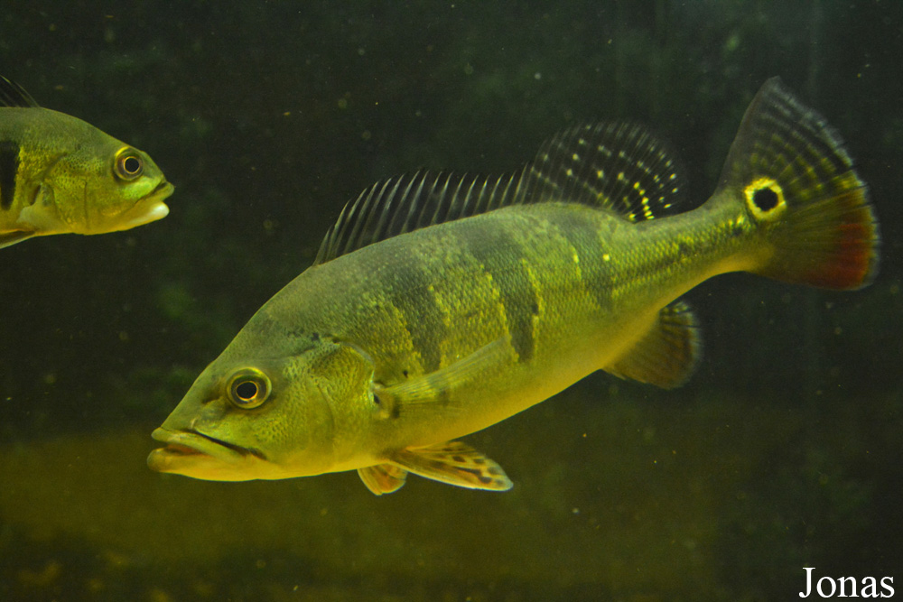 Cichla ocellaris