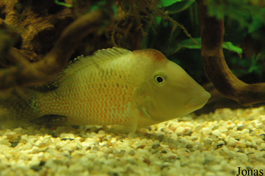 Geophagus steindachneri