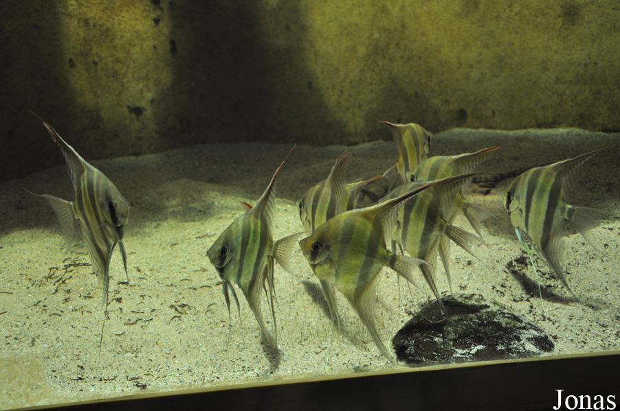 Pterophyllum altum