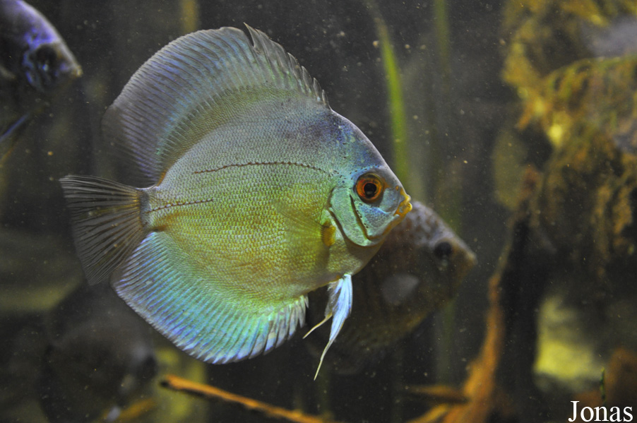 Symphysodon aequifasciatus