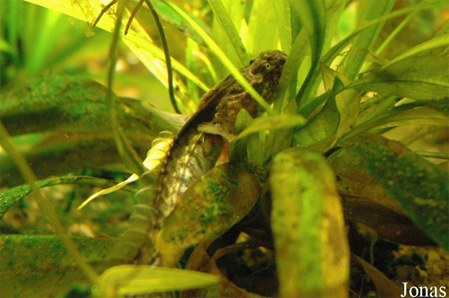 Gobioides broussonnetii
