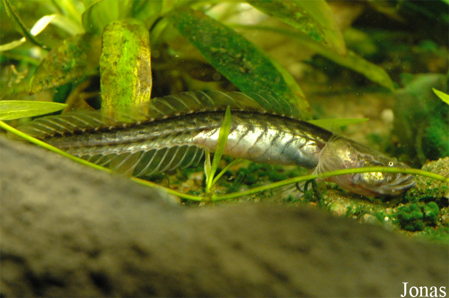 Gobioides broussonnetii