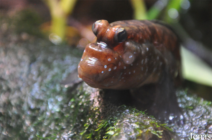 Periophthalmus barbarus