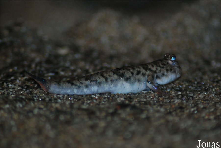 Periophthalmus sp.
