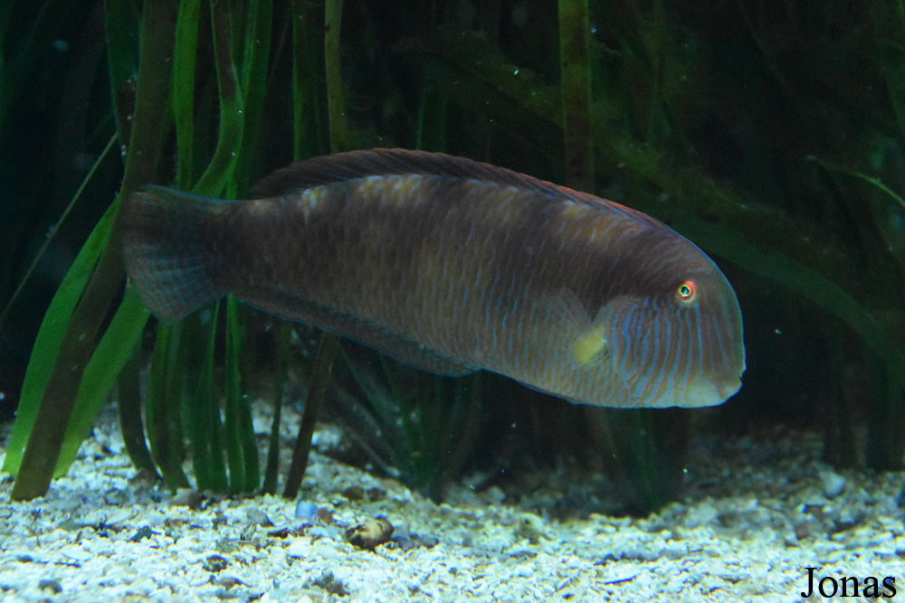 Xyrichtys novacula