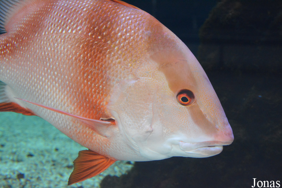 Lutjanus sebae