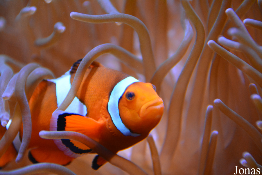 Amphiprion ocellaris
