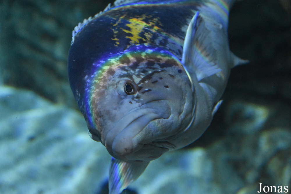 Epinephelus marginatus