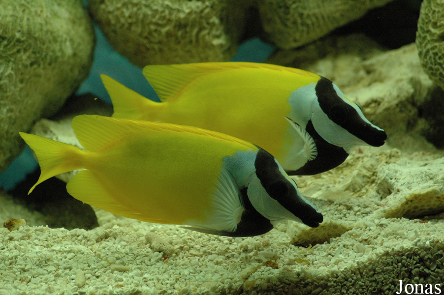 Siganus vulpinus