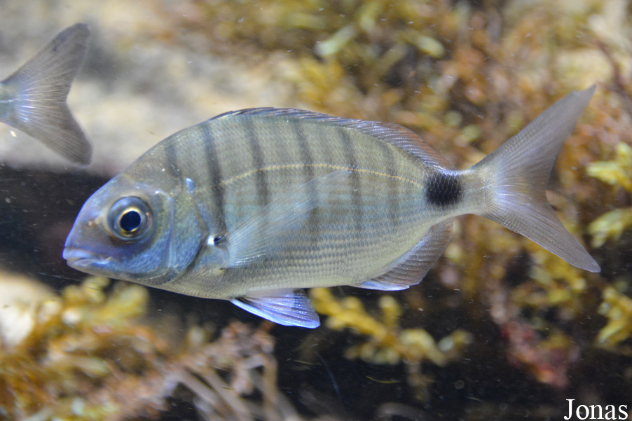 Diplodus sargus
