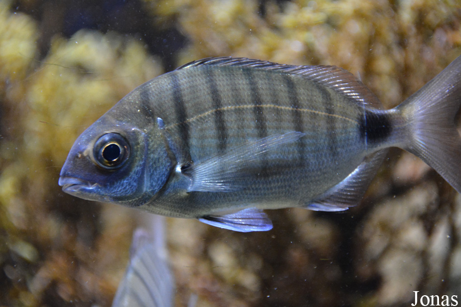 Diplodus sargus