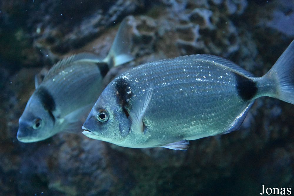 Diplodus vulgaris