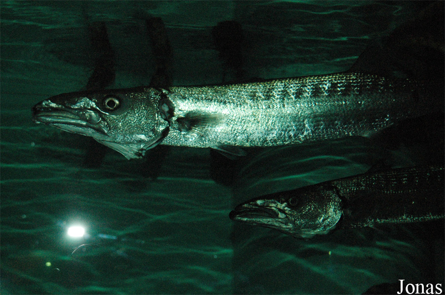 Sphyraena barracuda