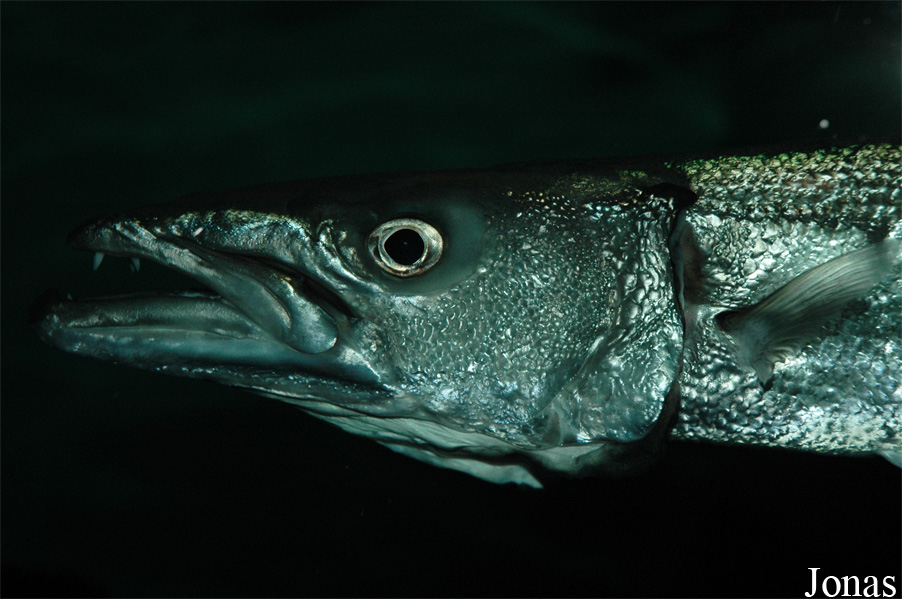 Sphyraena barracuda