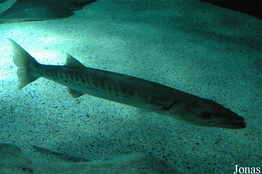 Sphyraena barracuda