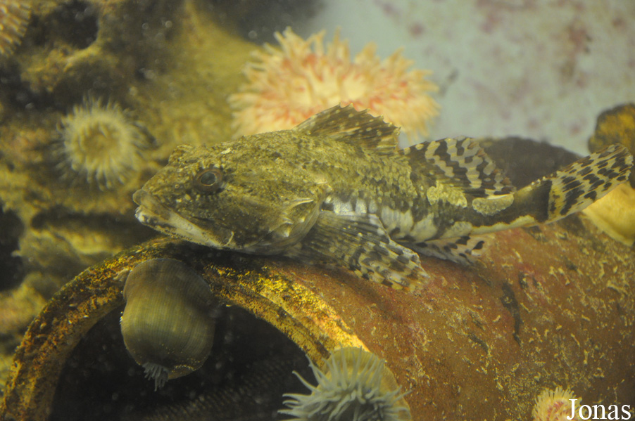 Myoxocephalus scorpius