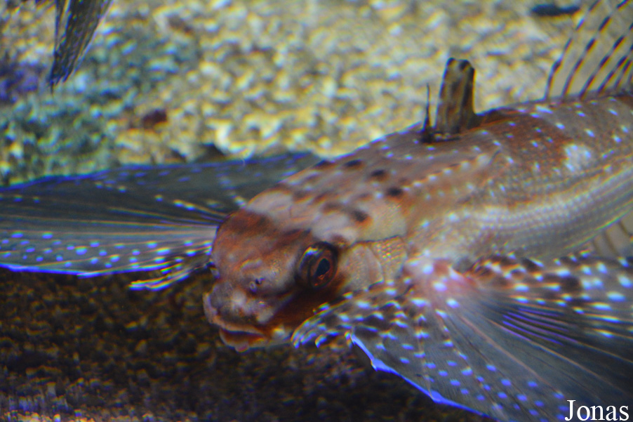Dactylopterus volitans