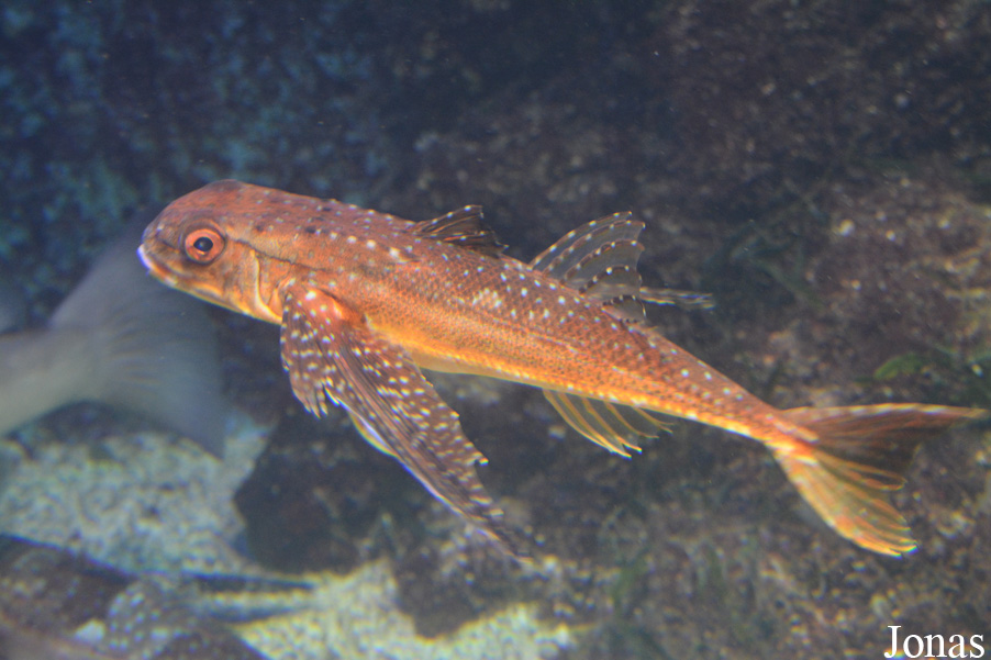 Dactylopterus volitans
