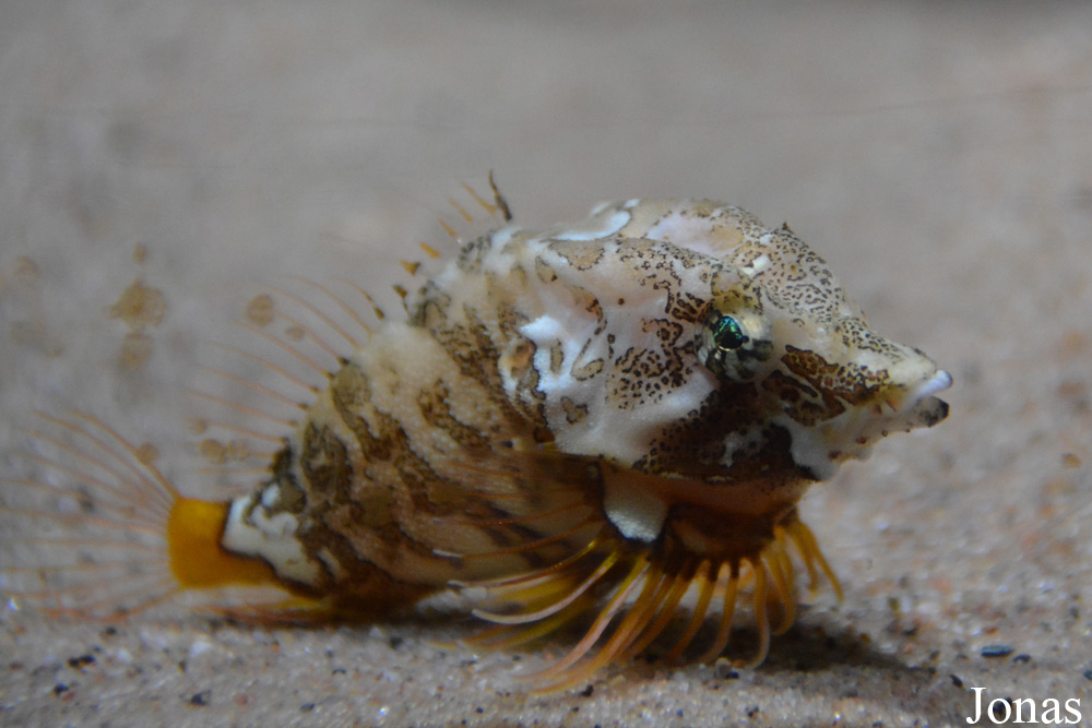 Rhamphocottus richardsonii