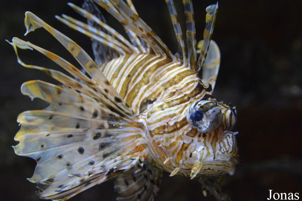 Pterois miles