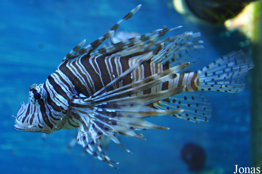 Pterois volitans