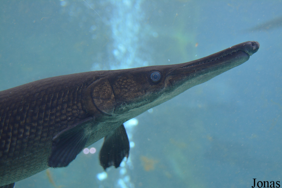 Atractosteus spatula