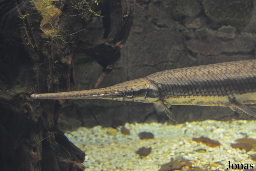 Lepisosteus osseus