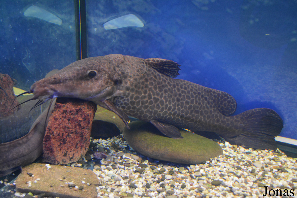 Auchenoglanis occidentalis