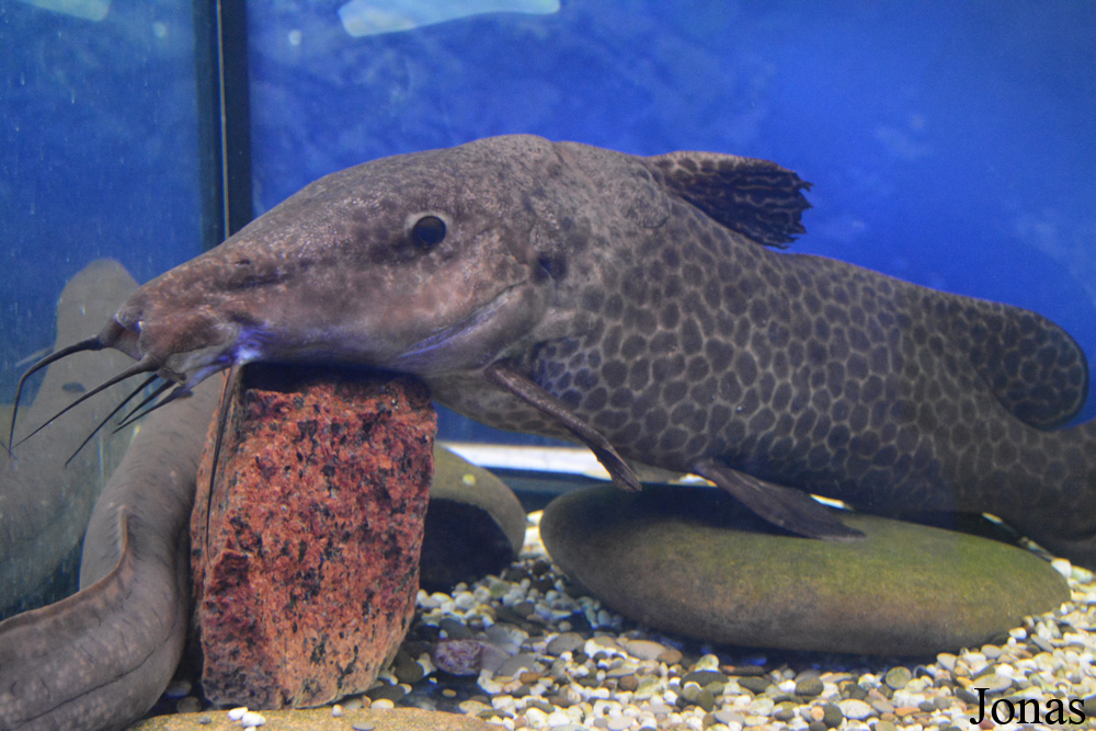 Auchenoglanis occidentalis