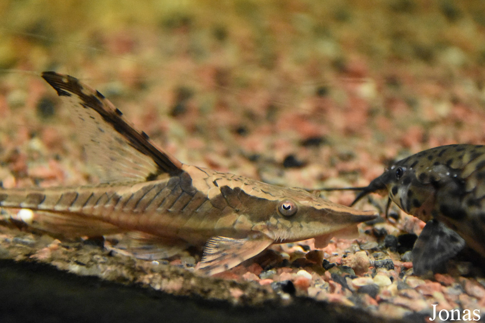 Sturisoma aureum