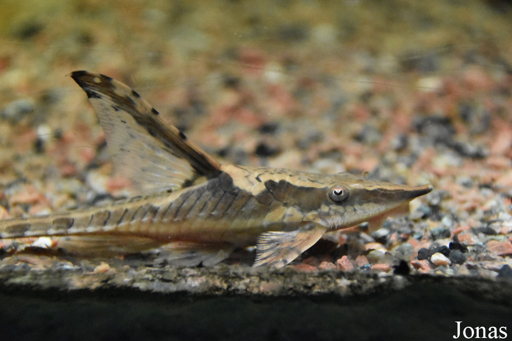 Sturisoma aureum