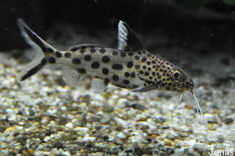 Synodontis multipunctatus