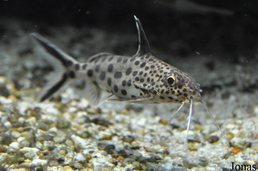 Synodontis multipunctatus