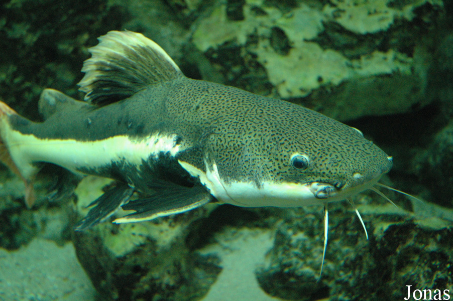 Phractocephalus hemioliopterus
