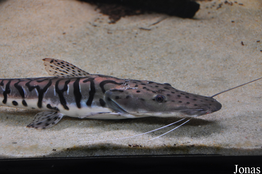 Pseudoplatystoma tigrinum