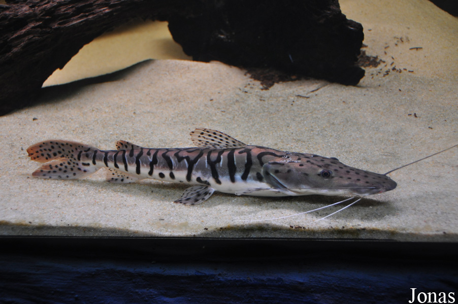 Pseudoplatystoma tigrinum