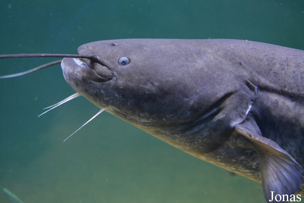 Silurus glanis