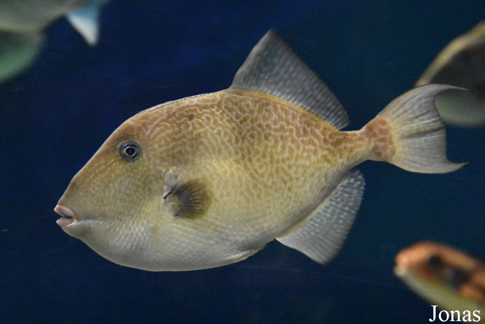 Balistes capriscus